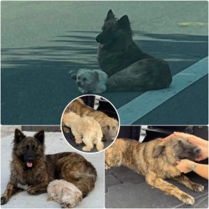 HT5. Lost Sibling Dogs Huddle Together In Road As Cars Swerve Around Them