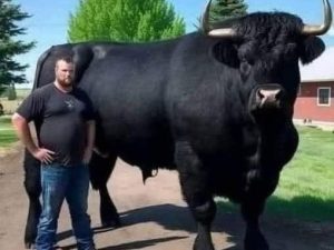 HT4. Farmer Spends $6,500 on Black Angus Bull