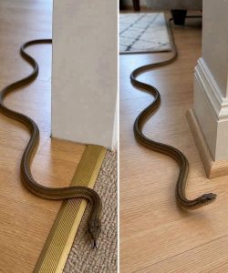 HT5. Think There Might Be a Snake in Your Home? Here’s What Experts Recommend