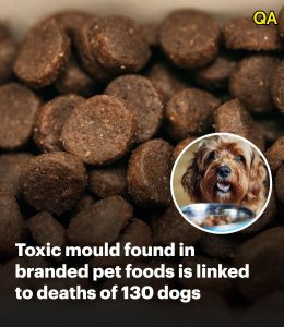 HT5. Toxic mold found in Midwestern pet foods linked to deaths of 130 dogs
