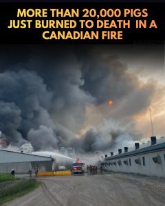 HT9. MORE THAN 20,000 PIGS JUST BURNED TO DEATH IN A CANADIAN FIRE COLLECTIVE