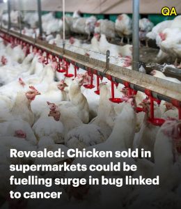HT5. British chickens could be fuelling bug linked to bowel cancer