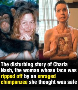 HT10. The disturbing story of Charla Nash, the woman whose face was ripped off by an enraged chimpanzee