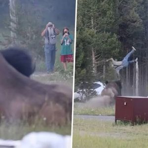 HT9. DANGEROUS Encounter in Yellowstone: Massive Bison Injures Tourist in Shocking Attack as Park Officials Warn of Wildlife Risks