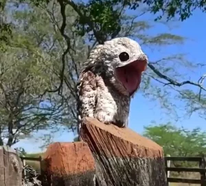 HT5. Woman Gets A Scare From Ghost Bird Perched On Fence