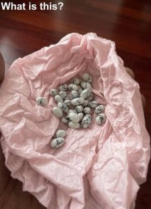 HT5. My younger brother is still in school. Yesterday, I wanted to put a candy in his bag to surprise him, but I accidentally found this inside. I’ve been looking at it for half an hour, but I still can’t figure out what it is.