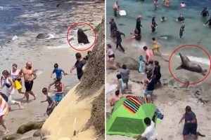 HT5. Terrifying moment huge sea lions chase tourists off popular California beach