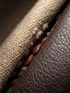 HT5. A Small Discovery Between the Sofa Cushions Left Me Completely Stunned