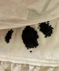 HT5. I found this under my mattress – at first I thought they were insect eggs, but the reality really surprised me