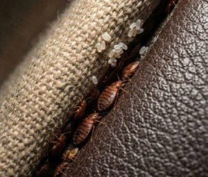 HT4. The Strange Object Hidden Inside My Couch Turned Out to Be Far Less Terrifying Than I Expected