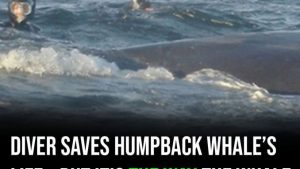 HT4. Diver saves humpback whale’s life – but it’s the way the whale thanks him that’s fascinating millions