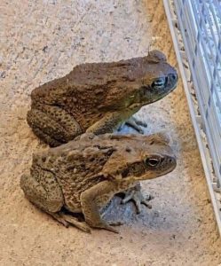 HT5. Why a Toad Might Appear in Your Home and What It Could Mean