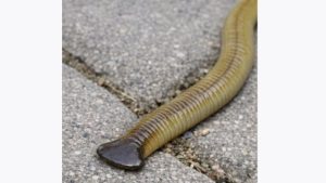 HT13. Spotted this long worm with a flat, shovel-shaped head slithering on the patio stones