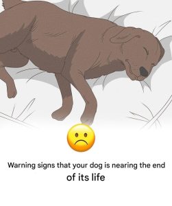 HT5. 11 Signs Your Dog is Nearing the End of His Life