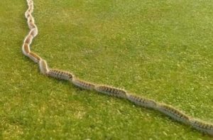 HT4. I saw something strange in the grass and thought it was just a rope – but when I looked closer, I screamed in horror!