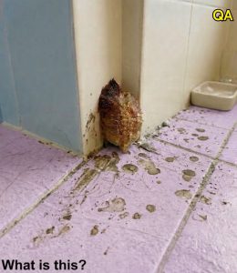 HT5. I live alone. I went to visit my family for 10 days, and when I came back home, I discovered this in my bathroom