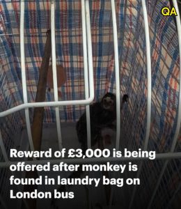 HT5. Reward is being offered after monkey is found in laundry bag on bus