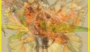 HT4. What Animal Did You See First?