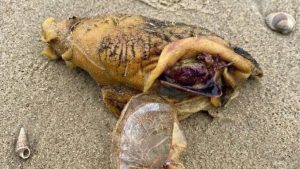 HT4. I was walking along the beach with my dog when we suddenly noticed this near the shore