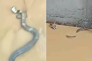 HT5. Up to 900 Snakes, Including Venomous Cobras, Escape into Village from Breeding Farm After Flooding in China