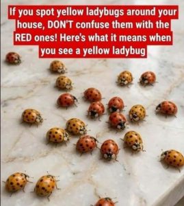 HT5. Why Yellow Ladybugs Appear in Gardens and What They Can Tell You About Your Plants
