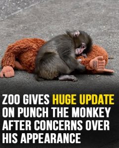 HT5. Zoo Shares New Update on Punch the Baby Monkey After Online Concerns