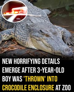 HT5. New horrifying details emerge after 3-year-old boy was ‘thrown’ into crocodile enclosure at zoo
