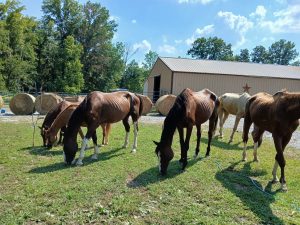 HT5. Horses will return to owner accused of animal cruelty. Here’s why