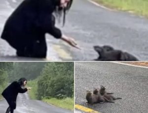 HT4. Woman spots ‘dirty’ and furry ‘lump’ on the road