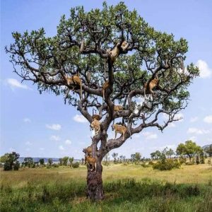 HT5. Lions Take to the Trees: A Rare Sight of Nature’s Kings