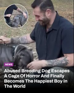 HT5. Abused Breeding Dog Escapes A Cage Of Horror And Finally Becomes The Happiest Boy In The World