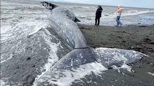 HT7. How can we protect whales – 15 Effective actions for ocean conservation