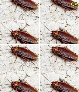 HT5. Did You Know That If Cockroaches Come to Your Home, It’s a Sign That Something Needs Your Attention