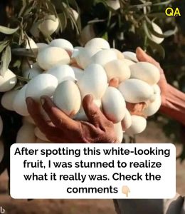HT5. A surprising history behind this unique vegetable