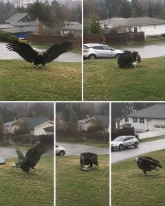 HT5. Giant Eagle captured in Bro!
