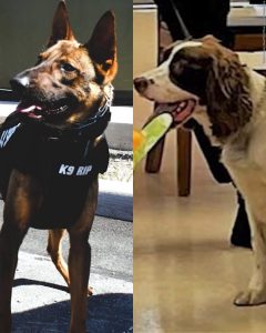 HT5. 2 police K-9s die after officer allegedly left them in hot car for 7 hours