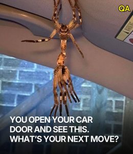 HT5. Guy Opens Car Door And Spots A Giant Spider At An Awkward Moment