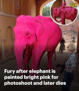 HT5. Fury after elephant painted bright pink for photoshoot and later dies