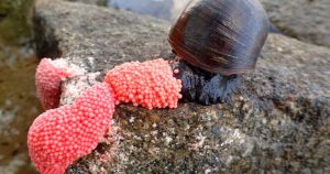 HT17. Pink eggs: All you need to know about the Apple Snail