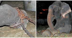 HT13. Elephant has been chained his whole life