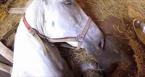 HT13. Desperate farmer whispers “Don’t die” in horse’s ear – mare’s response crushes his heart