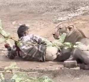 HT7. Man is attacked and pinned down by a lioness for 30 minutes… but survives after STROKING it to calm it down