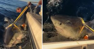 HT9. The largest great white shark ever recorded in the Atlantic has resurfaced and experts think he’s heading for popular beach destination