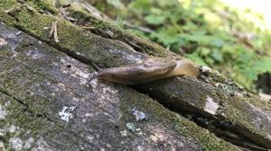 HT7. HT1. Did you know that when a SLUG visits your house it means that you have…See more
