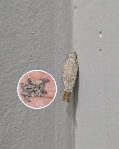 HT7. Ever Seen This Creepy Wall-Clinging Moth? Meet the Kamitetep