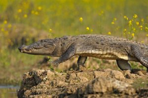 HT7. Boy, 12, mauled to death by crocodile as he washed hands in river