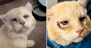 HT5. Bullied Cat Escaped The Streets For Sanctuary Until Vets Revealed The Tragic Reason He Can Never Be Adopted