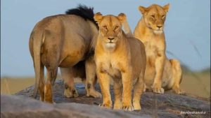 HT7. A Lion’s Journey: The Search for Home