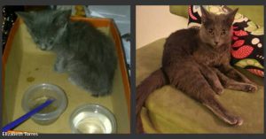 HT5. Kitten in a Shoebox Ends up in Apartment of Woman Who Didn’t Want Pets