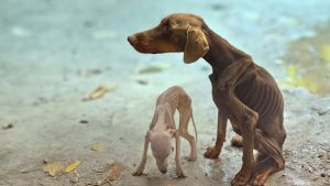 HT5. Locked Away and Starved, These Dogs Begged for Rescue – Now They’re Thriving